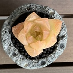 ハオルチア【京の華】