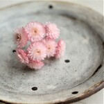 ドライフラワー　イモーテル＊ピンク