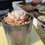 ビアンテ