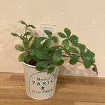 観葉植物代わり　人工観葉植物　フェイクグリーン