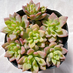 多肉植物　リトルビューティー　カット苗7コ