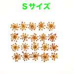 【20枚】レースフラワー の押し花（アプリコット）Ｓサイズ