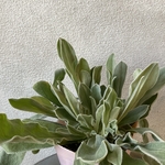 リクニス・コロナリア