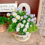 現品SALE♡【フリルビオラ 華あられ寄せ植え】おしゃれなガーデニング♡イエロー系ブリキ鉢♪