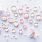sakura 【10mm】 アルコールインクアート　ピアス・イヤリング 