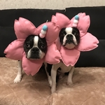 顔出しシリーズ❤︎さくら🌸