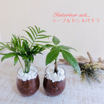インテリアset  『テーブルヤシ &パキラ』ラウンドグラス　ハイドロカルチャー　観葉植物　インテリア