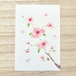 🌸透明水彩画「ふんわりさくら 」 イラストポストカード 2枚セット 春　桜　サクラ　入園入学　入学式　🌸