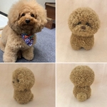 単色ビションカットのうちの子ポンポンチャーム（全身）オーダーページ
