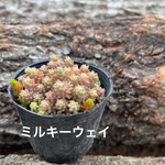 セダム　　ミルキーウェイ