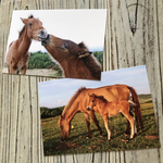 島馬 ポストカード (送料込)