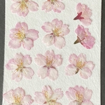 押し花（早咲き桜）2021年Ver.