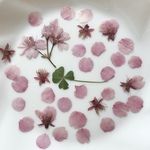 桜さくらサクラの押し花花材　素材　押し花アート対応　ピンク　