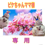 ピケちゃんママ様　専用
