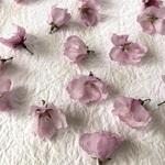 桜　ドライフラワー　花材 