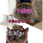 ③子供の日セット.鯉のぼり.端午の節句.5月.ニット帽.猫.被り物.コスプレ.毛糸