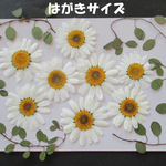 押し花　素材　花いろいろ(１２枚)　８５３