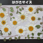 押し花　素材　花いろいろ(１４枚)　８５４