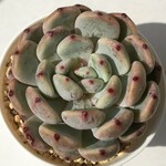 【⑱-②　ビヤント　エケベリア　】♡韓国苗♡多肉植物