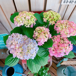 現品♡【ごきげんようレインボーあじさい 】ミックスのお色が可愛い紫陽花♪人気季節のお花