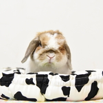 3月21日21時販売！おぅやゆび姫まっとmini モーモーな気分