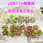 y0511n様専用 虹の玉＆乙女心　カット苗