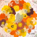 ♡new♡  ♡可愛い押し花セット♡ ♡たくさん入って使いやすい押し花セット♡