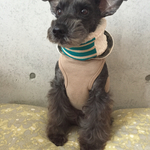 ネックウォーマーdog-ML