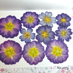 ♡new♡  ♡可愛いジュリアン押し花セット♡ ♡使いやすい少量の押し花セット♡