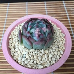 多肉植物✨桃太郎✨