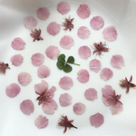 桜さくらサクラの押し花　花材押し花アート対応　素材　
