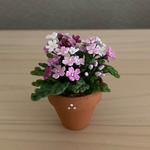 さくら草　5