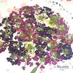 ♡new♡作家様必見♡ ♡可愛いアリッサム♡押し花セット♡