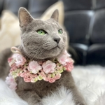 【猫用】桜のケープ