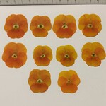 ビオラオレンジ　押し花
