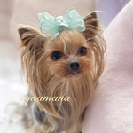 【 犬用💚バレッタ 】 おしゃれ　トップノットペット　子供　ヘアアクセサリー　リボン　バレッタ　♡AquaMana♡