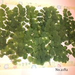 ♡new♡作家様必見♡ ♡アジアンタム押し花セット♡