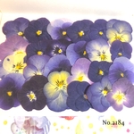 ♡new♡送料無料 ☆ビオラ☆ 押し花セット