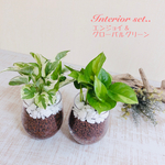 高級ポトスset『エンジョイ』＆『グローバルグリーン』ハイドロカルチャー ラウンドグラス　観葉植物　インテリア　引っ越し　ギフト 