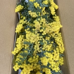 お早めに！フレッシュミモザ（生花）箱詰め/箱サイズと内容量変更しました。