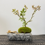 癒しの苔玉池