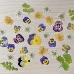 押し花＊色々ミックス