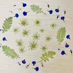 押し花＊色々ミックス