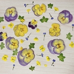 押し花＊色々ミックス