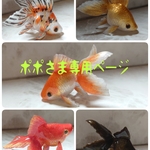 琉金さんたち！ポポさま専用ページ