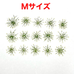 【15枚】レースフラワー の押し花（ホワイト）Mサイズ