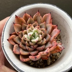 「ギルバの薔薇」多肉植物 エケベリア