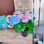 現品♡【ごきげんようレインボーあじさい 】ミックスのお色が可愛い紫陽花♪人気季節のお花