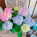 現品♡【ごきげんようレインボーあじさい 】ミックスのお色が可愛い紫陽花♪人気季節のお花