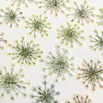 押し花　レースフラワーのドライフラワー　pail pastel